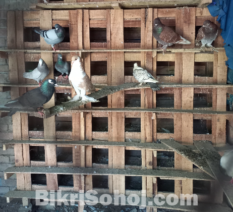 খোপ সহ কবুতর বিক্রি